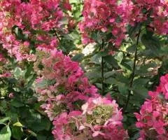 Hydrangea Magical Fire (panicle) (2 L container), Plant seedlings, 4 pcs.