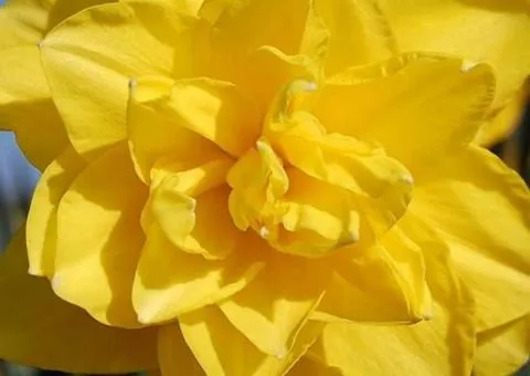 Double narcissus Golden Ducat 10/12 (capers), Bulbs and bulbs, 3 pcs.