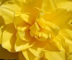 Double narcissus Golden Ducat 10/12 (capers), Bulbs and bulbs, 3 pcs.