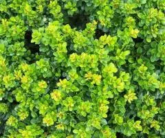 Barberry Thunberg Kobold (container 2 L), Plant Seedlings, 4 pcs.