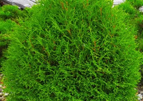 Thuja Little Dorrit (container 0.5 L), Coniferous plants, 10 pcs.