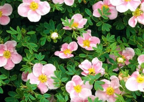 Cinquefoil Princess (2 L container), Plant Seedlings, 4 pcs