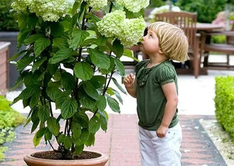 Hydrangea 'Polar Bear' (panicle) (2 L container), Plant seedlings, 4 pcs.
