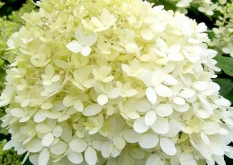 Hydrangea Limelight (paniculata) (container 2 L), Plant seedlings, 4 pcs.