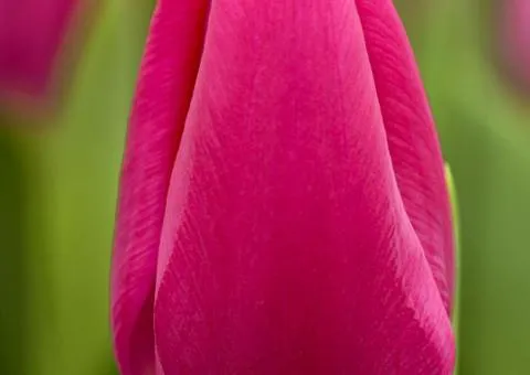 Tulip Triumph Pink Ardour (TT) 11/12, Bulbs, 500 pcs.