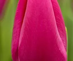Тюльпан тріумф Pink Ardour (TT) 11/12, Цибулини , 500 шт.