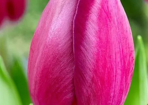 Tulip Triumph Roeska (TT) 12/+, Bulbs, 500 pcs.