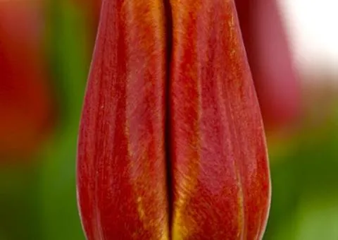 Tulip Triumph Strong Energie (TT) 12/+, Bulbs, 500 pcs.