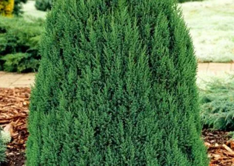Juniperus chinensis 'Stricta' (2 L container), Coniferous plants, 4 pcs