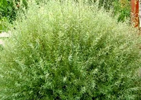 Purple willow Nana (container 0.5 l), Plant seedlings, 10 pcs