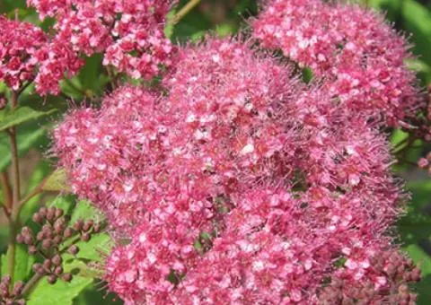 Spiraea japonica 'Froebelii' (Ukraine) (0.5 L container), Plant seedlings, 10 pcs