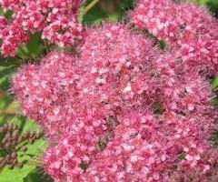 Спірея японська Froebelii (Україна) (контейнер 0.5 л), Саджанці рослин, 10 шт.