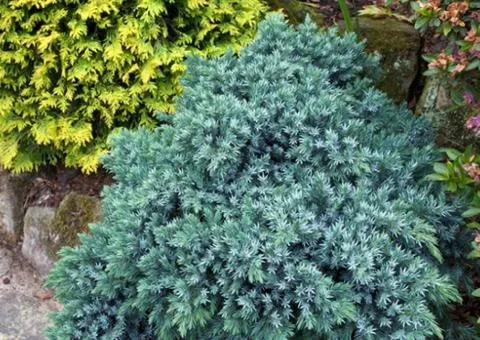 Juniperus squamata 'Blue Star' (2 L container), Coniferous plants, 4 pcs.