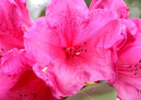 Rhododendron Anna Rose Whitney (5 L container), Plant seedlings, 1 pc