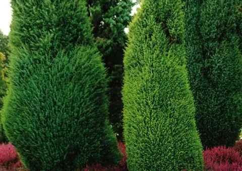 Juniperus communis 'Suecica' (2 L container), Coniferous plants, 4 pcs.