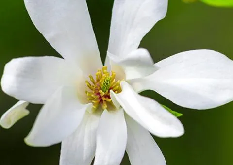 Magnolia Kobus (0.5 L container), Plant seedlings, 1 pc.