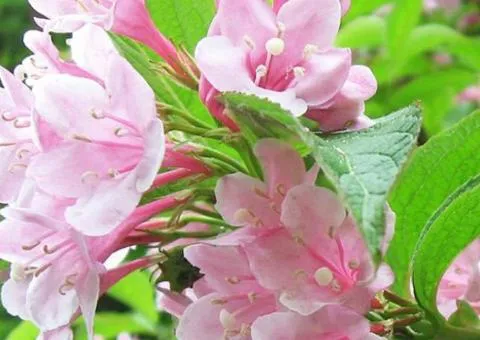 Weigela blooming Rosea (Ukraine) (0.5 L container), Plant seedlings, 10 pcs