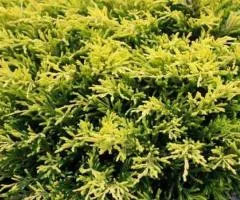 Ялівець горизонтальний Lime Glow (контейнер 2 л), Хвойні рослин, 4 шт.