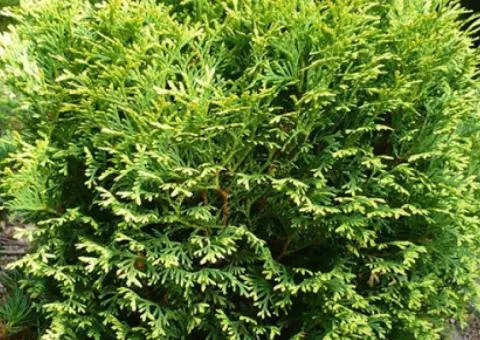 Thuja occidentalis 'Waterfield' (2 L container), Coniferous plants, 4 pcs