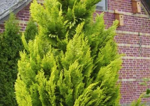 Chamaecyparis lawsoniana 'Ivonne' (2 L container), Coniferous plants, 4 pcs.