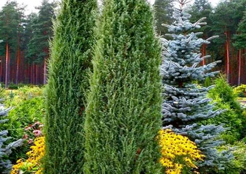 Ялівець Hibernica (контейнер 2 л), Хвойні рослин, 4 шт.