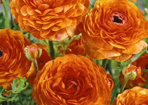 Ranunculus Orange 7/8, Bulbs and Tubers, 100 pcs.