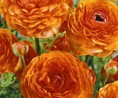 Лютики Orange 7/8, Бульби та цибулини, 100 шт.