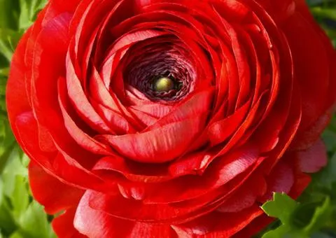 Лютики Red 7/8, Бульби та цибулини, 100 шт.