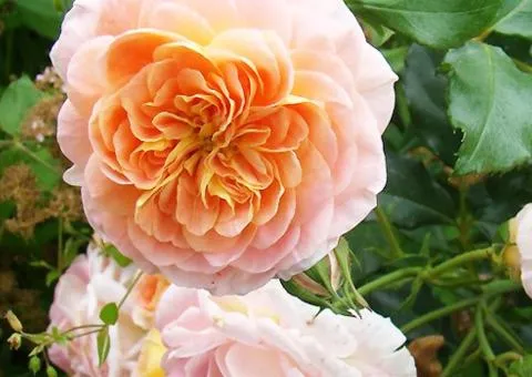 Climbing rose Polka (Polka) class AA, Seedlings, 6 pcs.