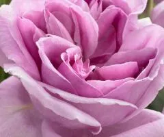 Троянда ч/г Віолет Парфум (Violette Parfume) клас АА, Саджанці, 6 шт.