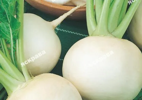 Редька Сударушка (біла) 10 г, Насіння овочів, 10 шт.