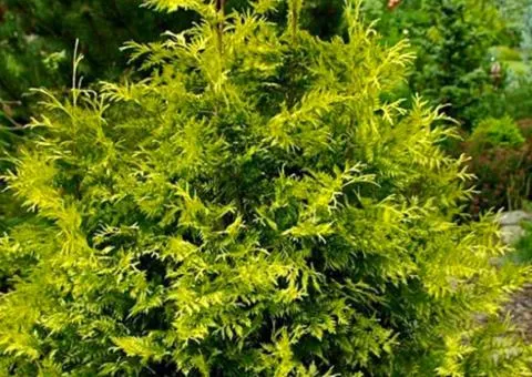 Thuja plicata 'Zebrina' (container 0.5 L), Coniferous plants, 10 pcs