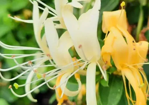 Japanese honeysuckle Hall's Prolific (0.5 L container), Plant seedlings, 5 pcs