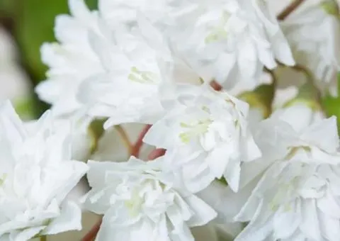 Deutzia scabra Candidissima (container 0.5 L), Plant seedlings, 10 pcs