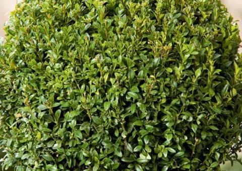 Box-leaved boxwood Suffruticosa (Suffruticosa) (0.5 L container), Plant seedlings, 5 pcs.