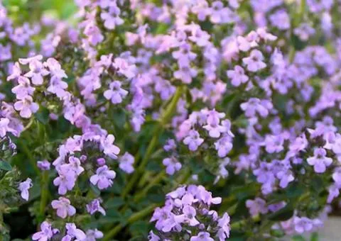 Thyme Peppery large-leaved (0.5 L container), Perennial rhizomes, 5 pcs