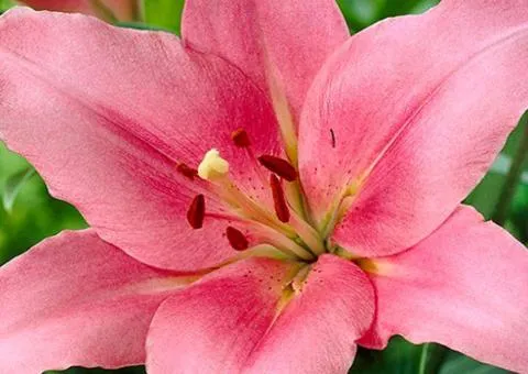 Lily Oriental Brindisi 14/16, Bulbs and Tubers, 10 pcs.