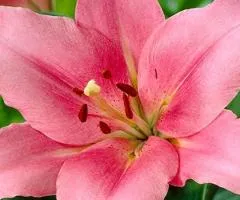 Lily Oriental Brindisi 14/16, Bulbs and Tubers, 10 pcs.