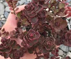 Sedum Voodoo (Voodoo) (0.5 L container), Plant seedlings, 5 pcs.