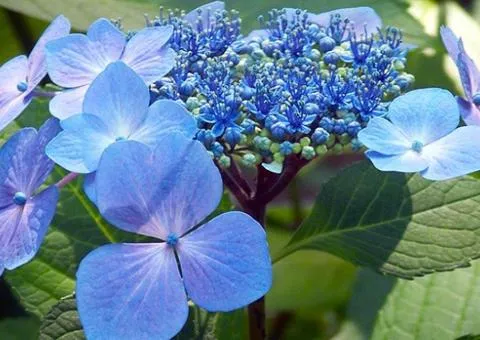 Hydrangea Mariesii Perfecta (large-leaved) (container 0.5 L), Plant seedlings, 10 pcs.