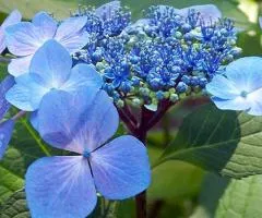 Hydrangea Mariesii Perfecta (large-leaved) (container 0.5 L), Plant seedlings, 10 pcs.