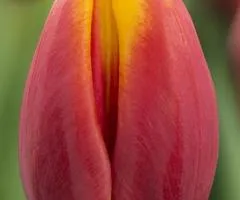 Tulip Triumph Hennie Van der Most (TT) 11/12, Bulbs, 500 pcs.