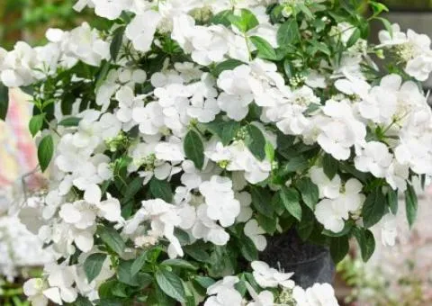 Hydrangea (bigleaf) Runaway Bride (0.5 L container), Plant seedlings, 10 pcs.