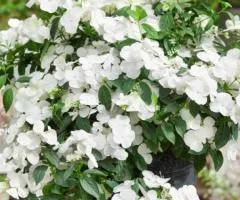 Hydrangea (bigleaf) Runaway Bride (0.5 L container), Plant seedlings, 10 pcs.