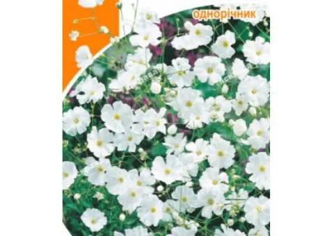 Гіпсофіла Біла 1 г, Насіння квітів, 20 шт.