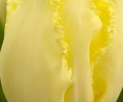 Тюльпан оторочений Rebellious Yellow (FR) 12/+, Цибулини , 500 шт.