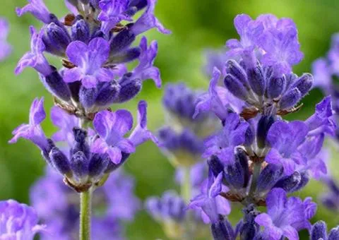 Lavender Munstead (2 L container), Plant seedlings, 4 pcs.