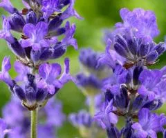 Lavender Munstead (2 L container), Plant seedlings, 4 pcs.
