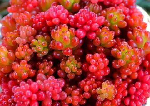 Sedum Coral Carpet (container 0.5 L), Plant seedlings, 5 pcs.