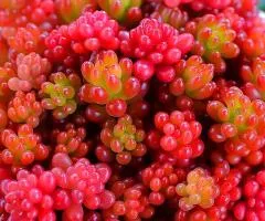 Sedum Coral Carpet (container 0.5 L), Plant seedlings, 5 pcs.